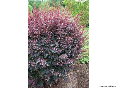 Барбарис оттавский Silver Miles