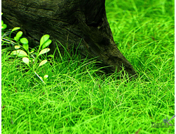 Элеохарис мини