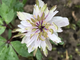 Anemone nemorosa Explosion