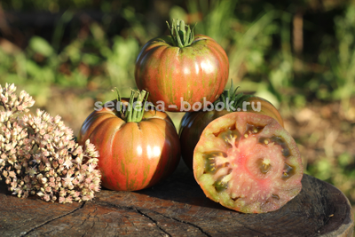 Томат Kozula 24 (Козула 24), 10 шт.