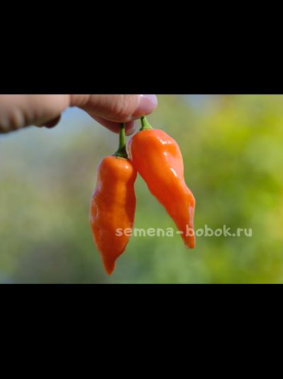 Перец сладкий Habanero Habanada  (Хабанеро Хабанада), 10 шт
