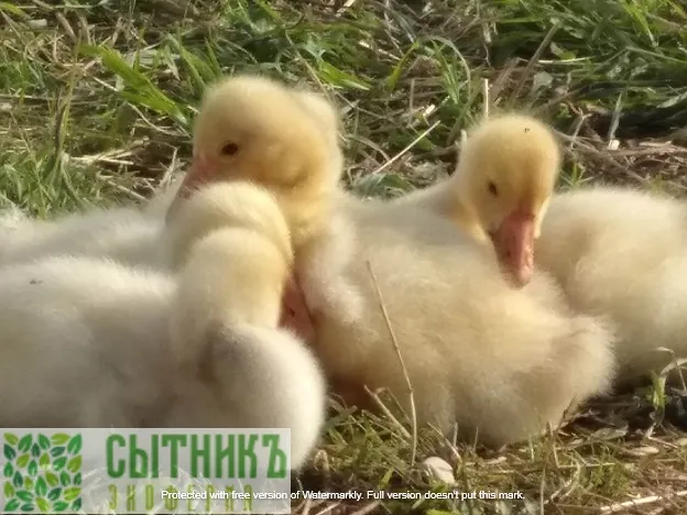 Контактный зоопарк на ферме в МО