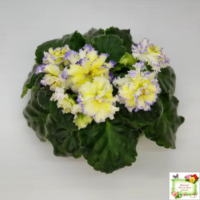 ЛЕ-Золото Нибелунгов (Е. Лебецкая) 2017 г.