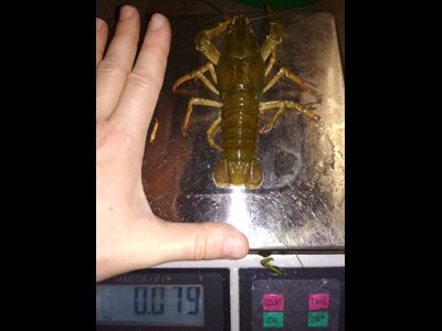 По-луизиански - размер &quot;L&quot; от 60 до 80 гр/шт.