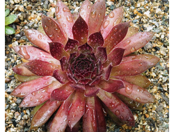 Sempervivum 'ALLADIN’ - розетка