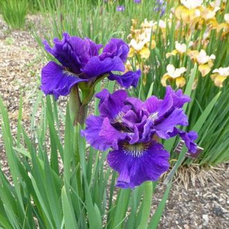 Ирис сибирский Конкорд Краш, ЗКС