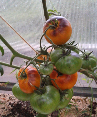 Семена томата Люсид джем