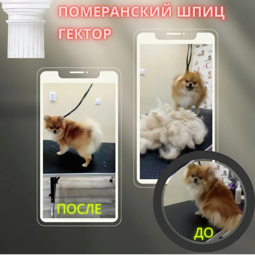 Шпиц ГЕКТОР