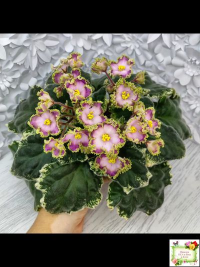 НД-Вербена (Н. Данилова-Суворова) 2021 г.