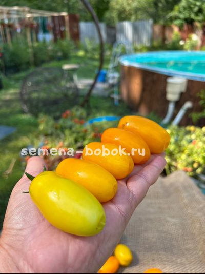 Dwarf Banana Toes (Гном Банановые пальчики), 10 шт