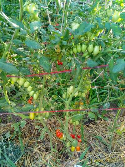 Томат Даттерини красный (Datterini red)