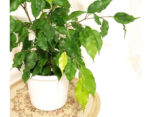 Фикусы - Ficus Benjamina "Golden Monique" / фикус бенджамина голден ...