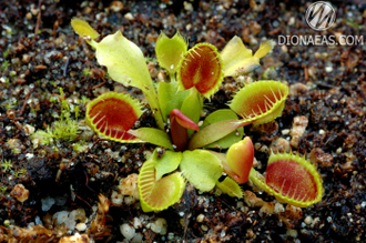 Dionaea muscipula Cupped trap