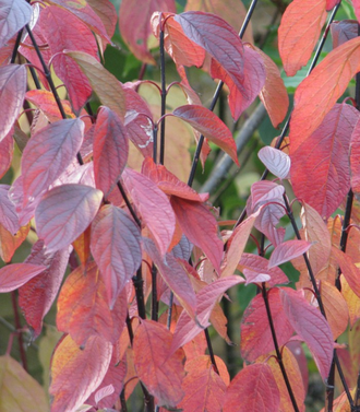 Дерен белый "Кесселринги" С2,40-60