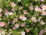 Лапчатка кустарниковая (Potentilla fruticosa Pink Whisper) с3 40-45см