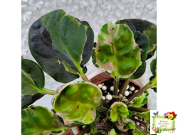 СФ-Томная Жозефина (С. Фатеева) листовая химера (Стартер сорт)