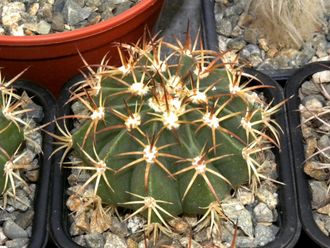 Melocactus caesius (D=60-70мм)