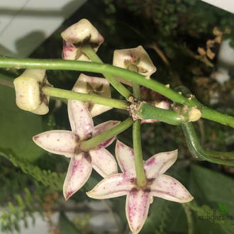 Hoya griffithii splash