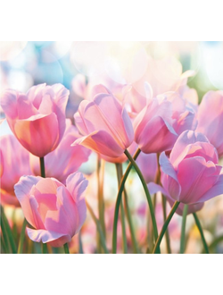 Фотообои Симфония "Весенние тюльпаны"