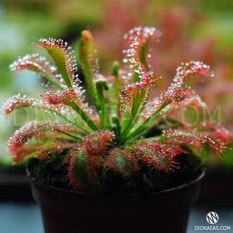 Семена Росянки Drosera MIX