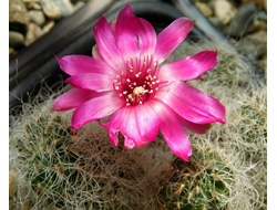 Sulcorebutia tarabucoensis ssp.hertusii LH 892 - 5 семян