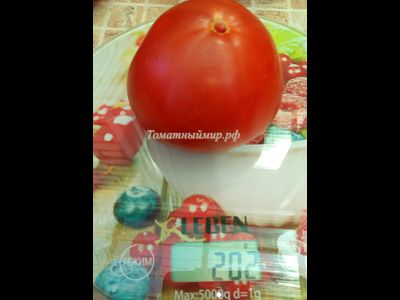 Томат Яблочный большой план (Jabucar Velika Plana, Ябукар велика плана)