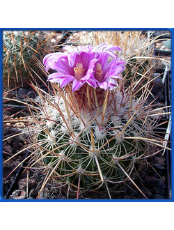 Echinofossulocactus ochoterenaus N 82.091