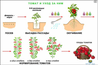 Культурные растения  (24 шт), комплект кодотранспарантов (фолий, прозрачных пленок)