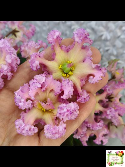 РМ-Оранжевое Лето (Н. Скорнякова) 2022 г.