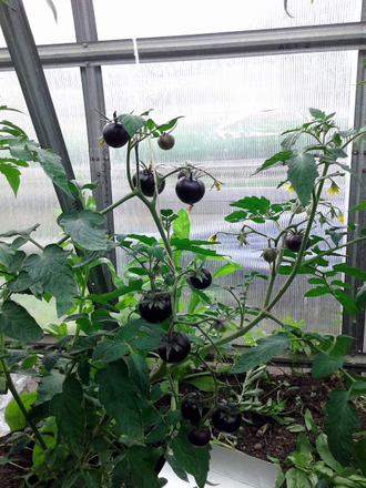 полудет Королева ночи 30.06.2023