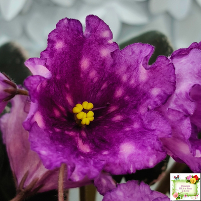 Nik-Кони в Яблоко  (Н. Булко) 2022 г. (пестролистный лонг)