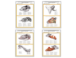 Плакаты ПРОФТЕХ "Топограф. анатомия. Овца, баран. Голова и шея" (7 пл, винил, 70х100)
