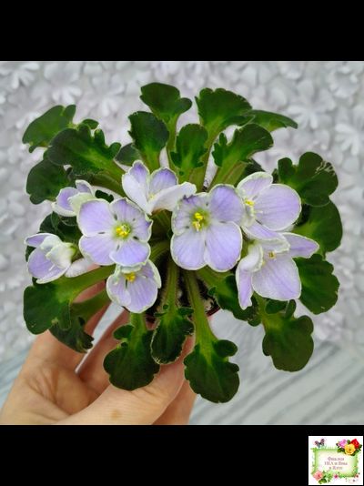 Vi-Лесная Нимфа (И.Виблая) 2021 г. (гёрл-листья)