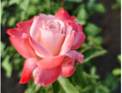 Биг Эппл (Big Apple)