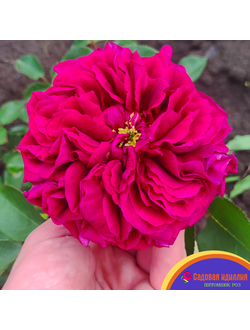 Роял Палас (Royal Palace)