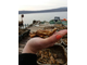 Устрица золотая, кг.