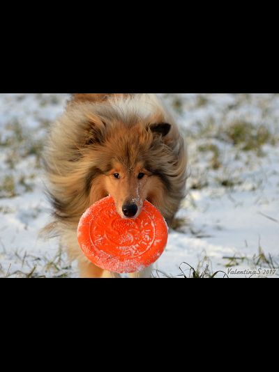 Тарелка летающая большая Doglike (оранжевый)