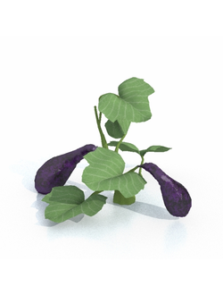 рассада Баклажан 10