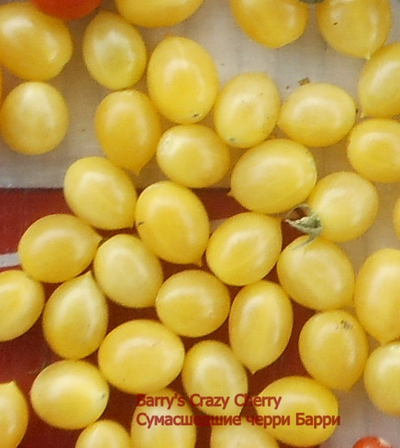 Томат Сумасшедшие вишни Барри (Barry's crazy cherry)