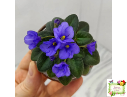 Rob's Twinkle Blue (R.Robinson)