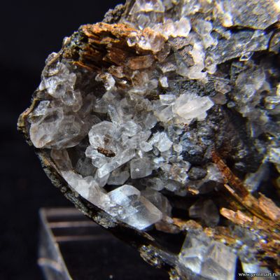 Гипс и псиломелан в полости ракушки. 61*50*39мм