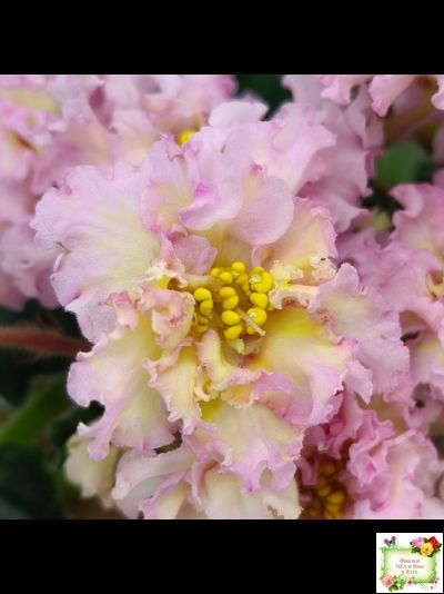 РМ-Яринка (Н. Скорнякова) 2021 г.