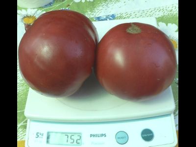 Болгарский дракон (Българска хала)