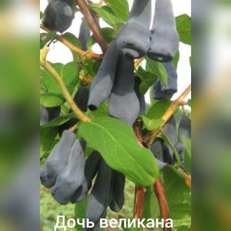 Дочь великана