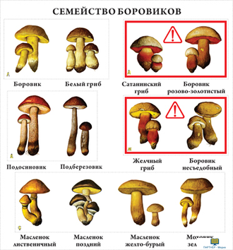 Грибы  (10 шт), комплект кодотранспарантов (фолий, прозрачных пленок)