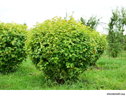 Пузыреплодник калинолистный Лютеус  в форме шара - Luteus