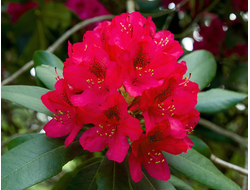 Рододендрон древесный (Rhododendron anthopogon), цветки, 2 г - 100% натуральное эфирное масло