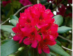 Рододендрон древесный (Rhododendron anthopogon), цветки, 1 г - 100% натуральное эфирное масло