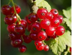 РАННЯЯ СЛАДКАЯ