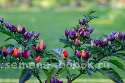 Перец острый  Bolivian Rainbow, 10 шт